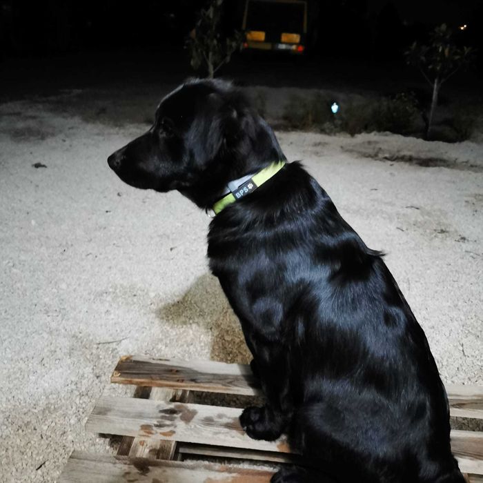 Adoção cão e gato