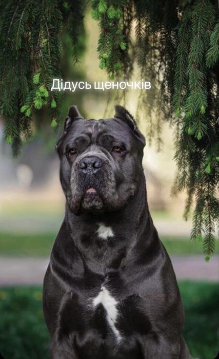 Онуки Хамера Київського-чемпіона цілого світу