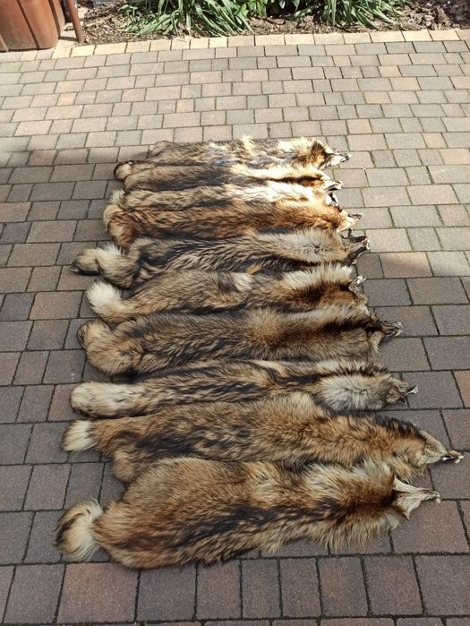 Skóry z jenota! Jenot hodowlany!