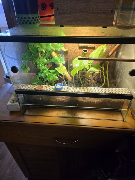 Terrarium sprzedam
