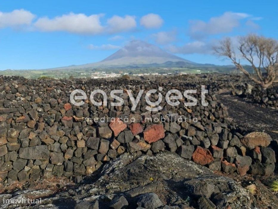 Vinha na zona costeira do Lajido da Criação Velha na ilha do Pico