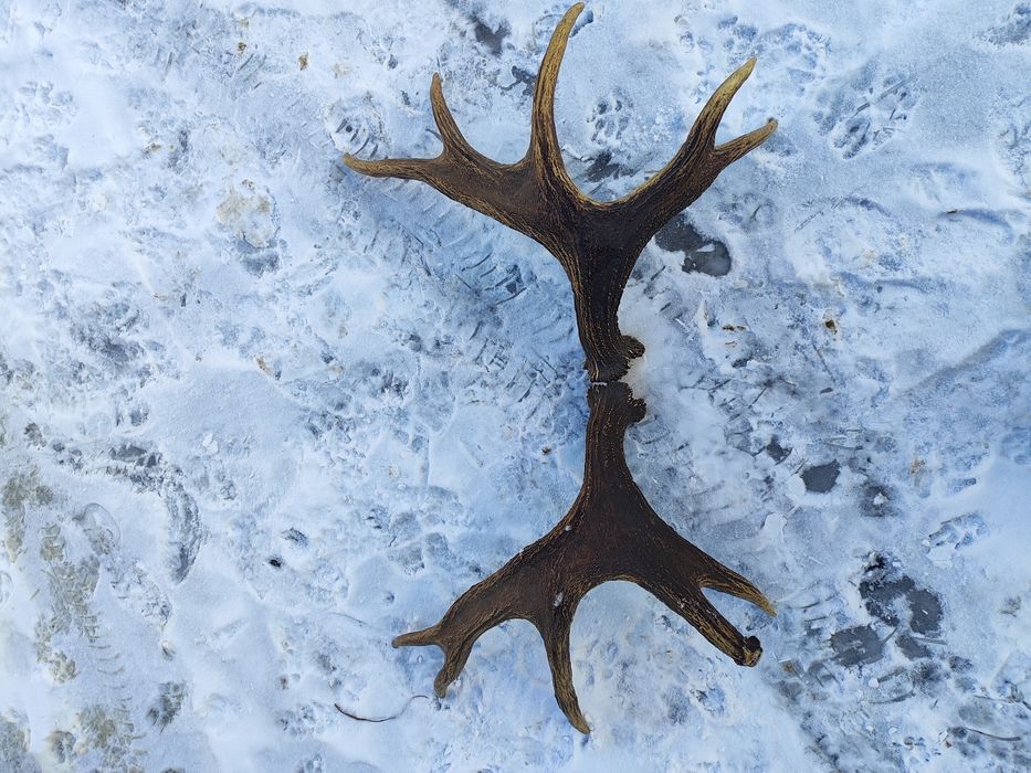 Poroże łosia zrzuty.