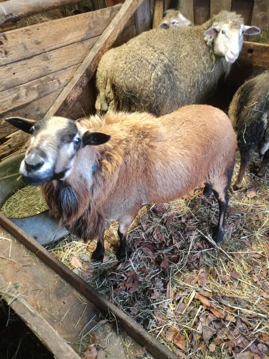 Sprzedam barany i owce Barbados i Kamerun