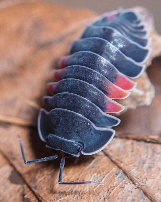 Isopody, równonogi, kulanki, prosionki, itd.