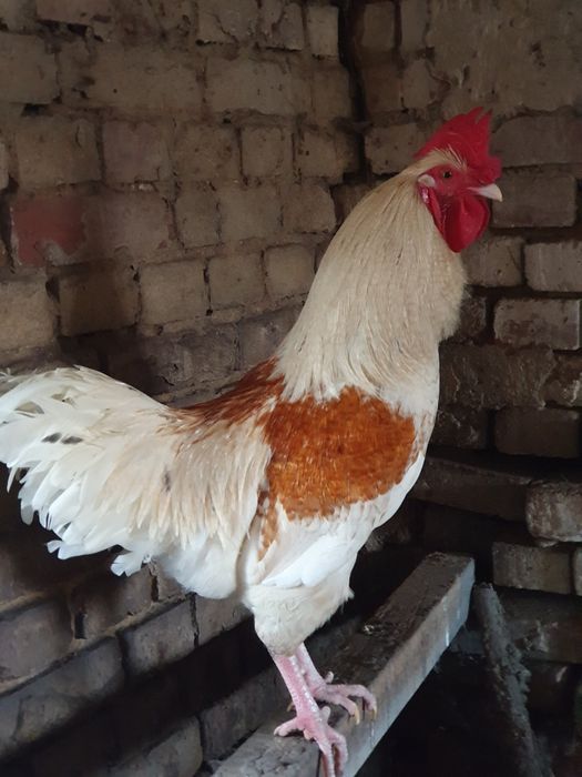 Kogut młody nierasowy