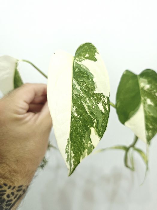 Epipremnum Pinnatum variegata