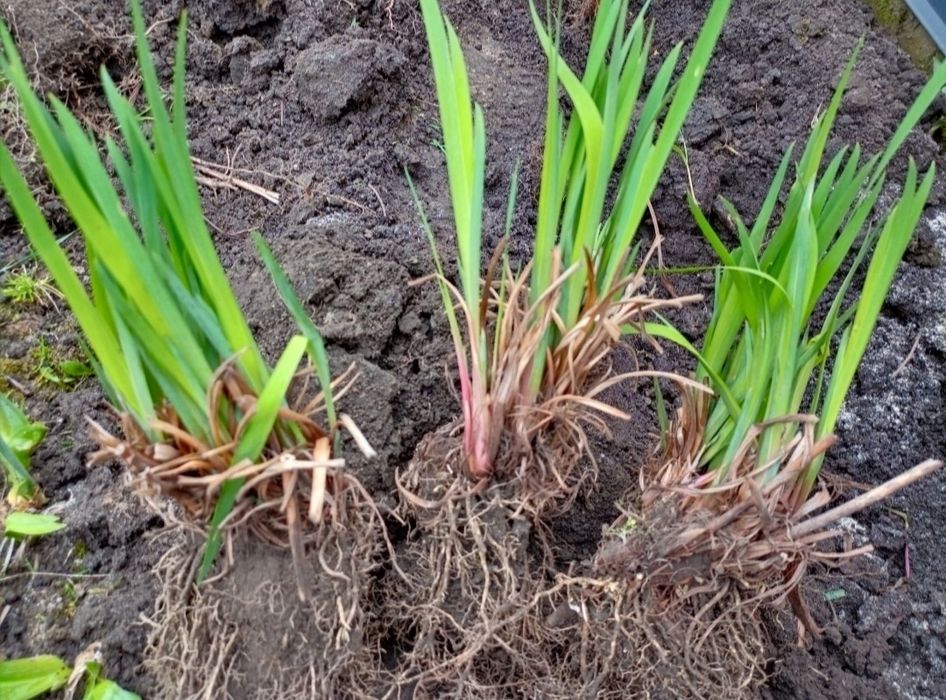 Ірис сибірський багаторічний