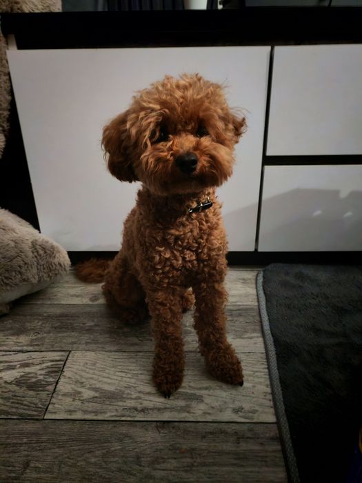 Той пудель вязка, ищет невесту, пудель карликовый вязка, редбраун