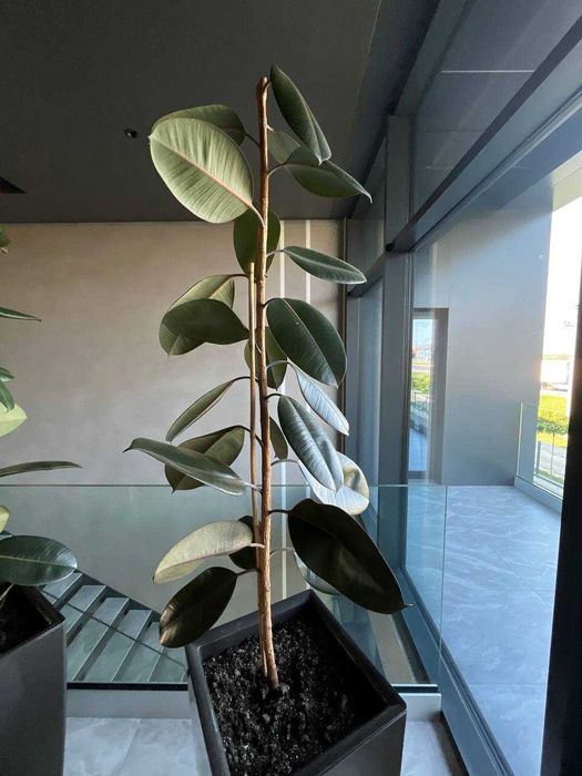 Фікус каучуковий 1.5м 2 шт в наявності