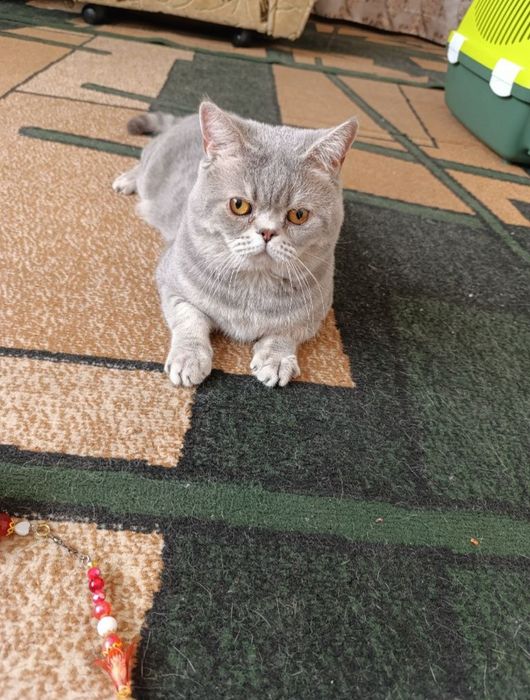 Шотландский голубой пятнистый а24 Гудвин