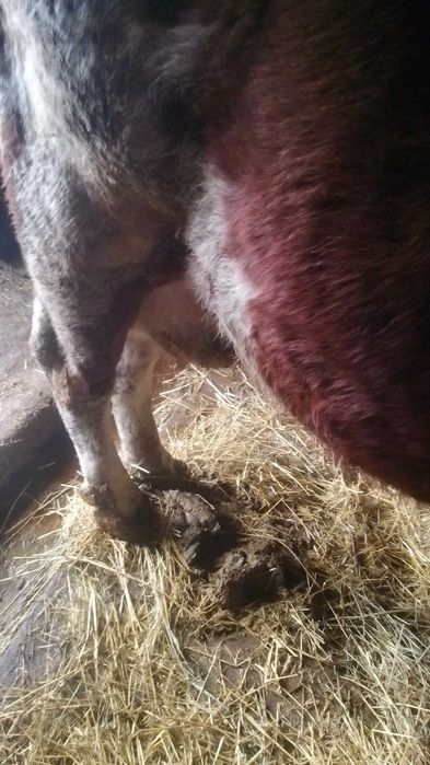 Продам корову на утриманя