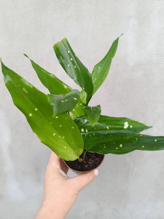 Аспідістра Aspidistra sp Thailand