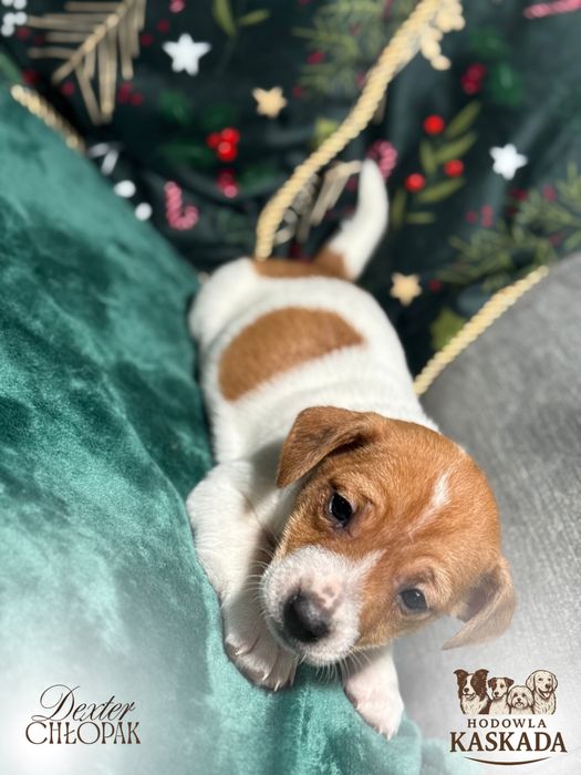 Jack Russell Terrier gotowe do odbioru