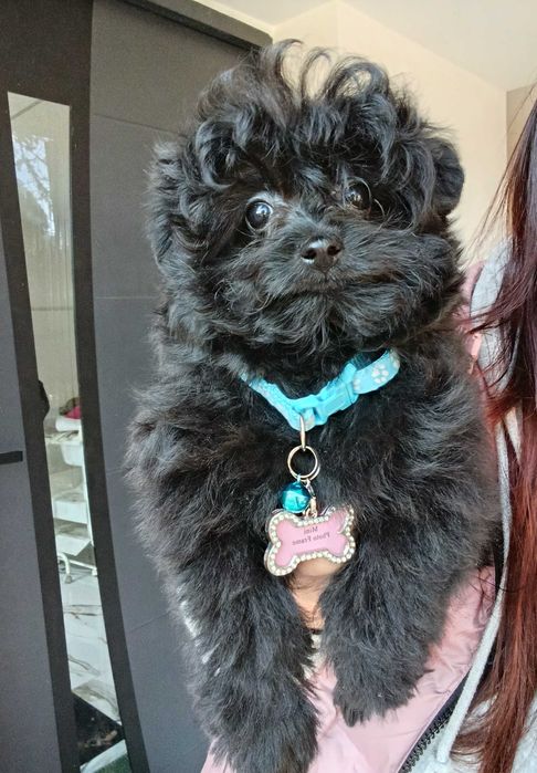 Pudel Toy miniaturka pomapoo piesek szczenię rodowód