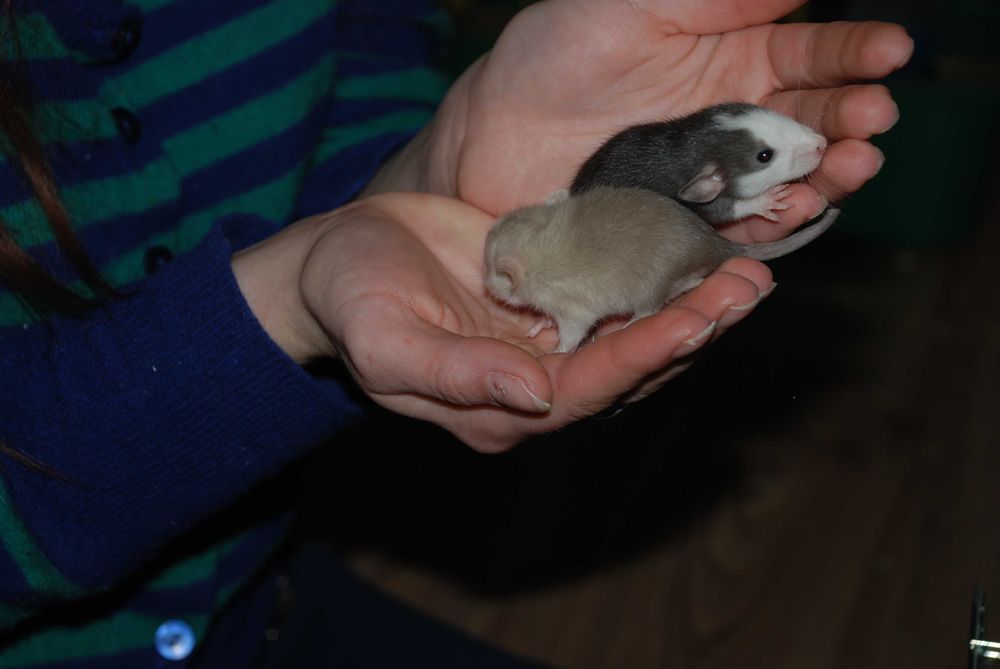 Щуренятка щурики, домашня декоративна криска дамбо та укомплект клітки