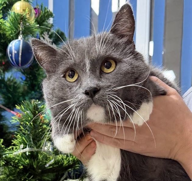 Новогоднее чудо для Локи - 4 года, кастрирован