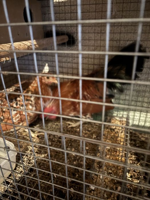 Vendo casal mil flores muito bonitas