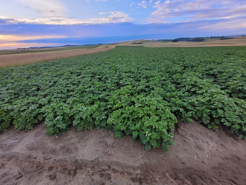 Ziemniaki jadalne denar, soraya, vineta paszowe odpadowe