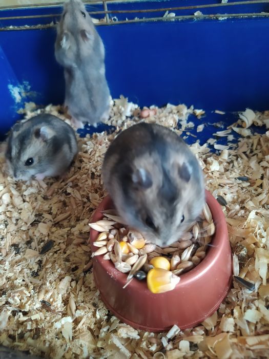 Джунгарик Кременчуг