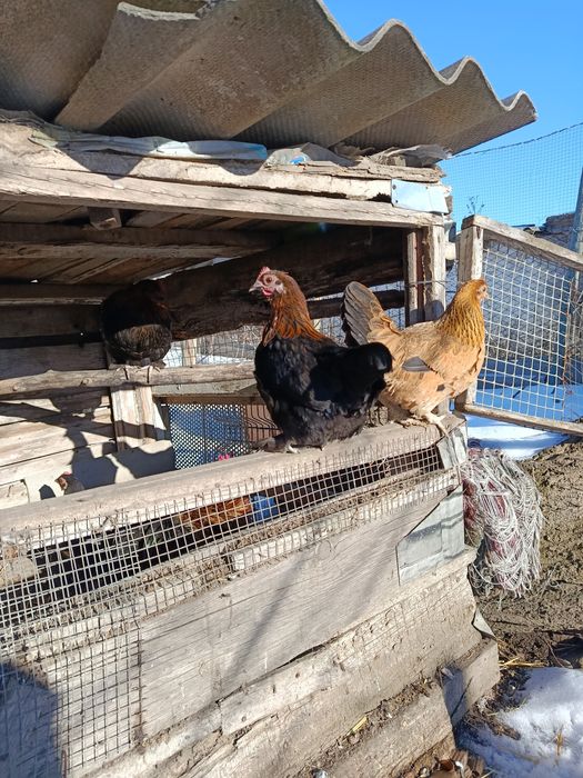 Яйцо бентамочек)