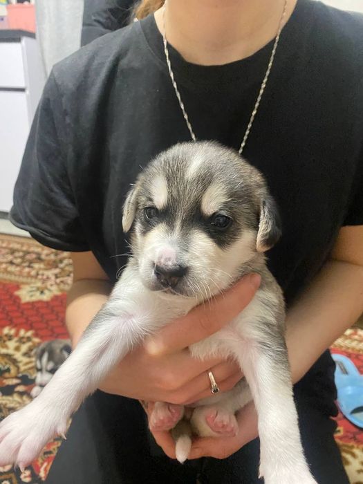 Цуценята   хаскі