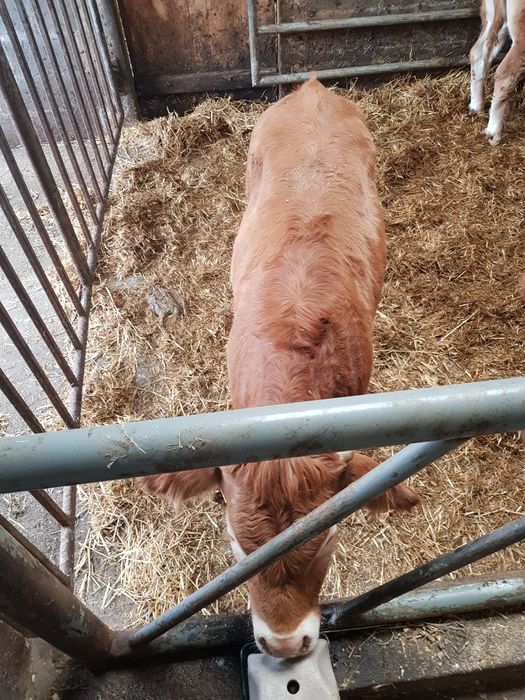 Bydło  Limousine 2szt.