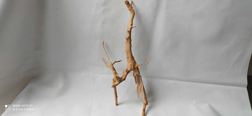 Korzeń japoński wys-25cm