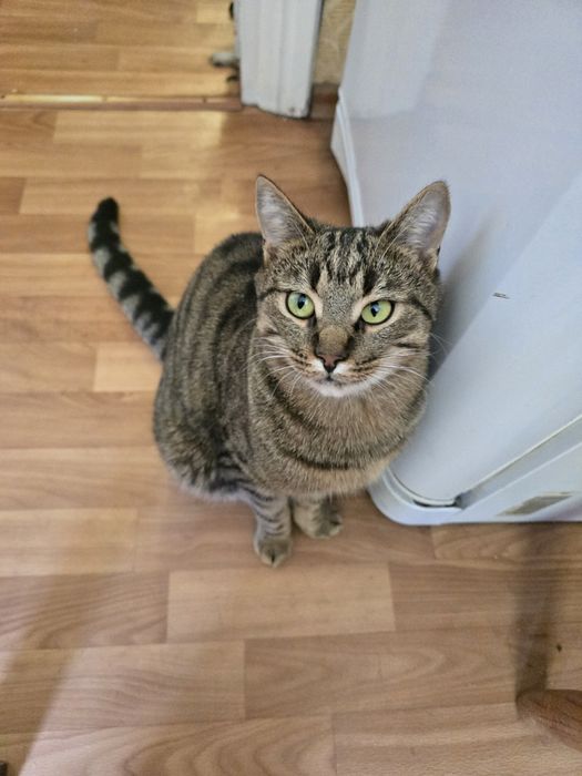 Котик в добрі ручки!