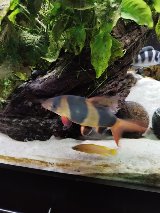 Bocja wspaniała 8-9 cm chromobotia
