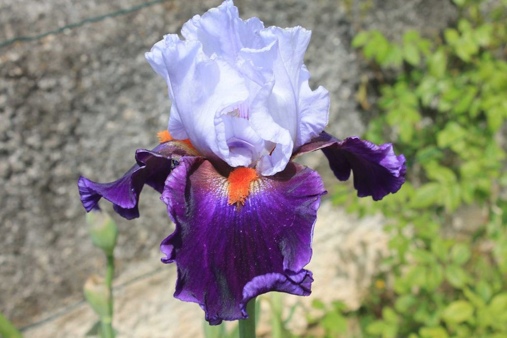 Iris  a venda differentes cors