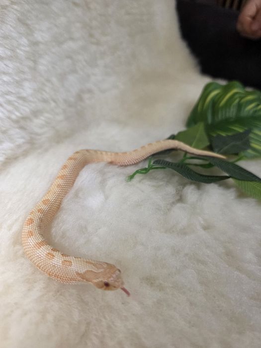 Heterodony zachodnie samce Albinoconda poss het lavender