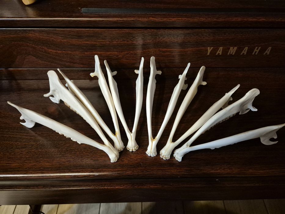 Zuchwa szczęka sarny jelonek zęby czaszka