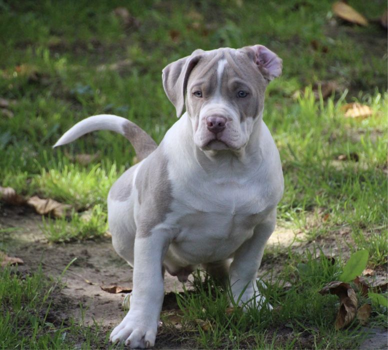 American Bully XL