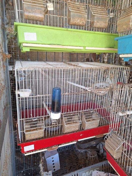 Cedência de gaiolas