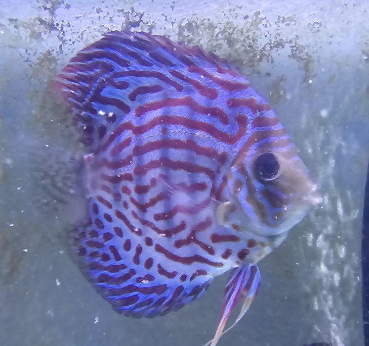 Pack 5 discus  150€