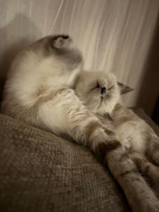 Кошенята шотландські