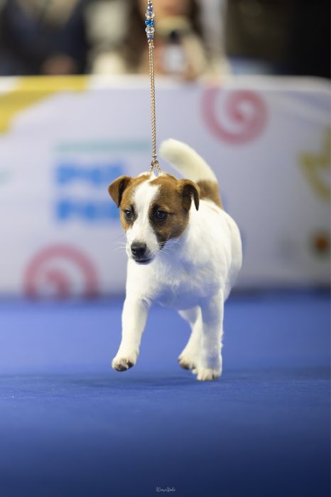 Jack russell Terrier