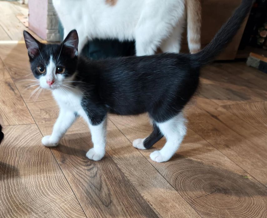 Dwa kocurki do adopcji