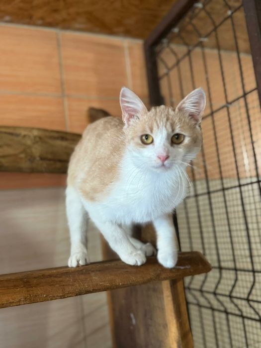 Roczna koteczka do adopcji