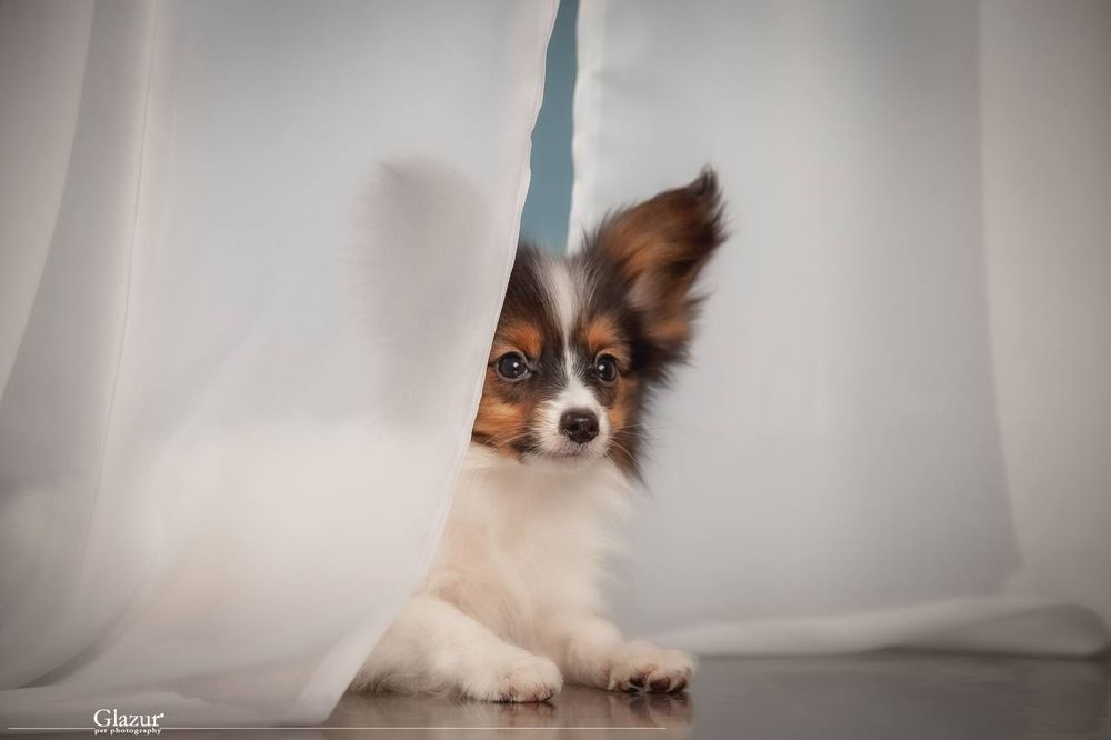 Найчарівніший хлопець триколор