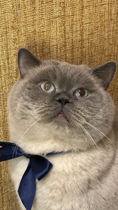 В’язка кота шотландця прямовухого (окрас блю-поінт)