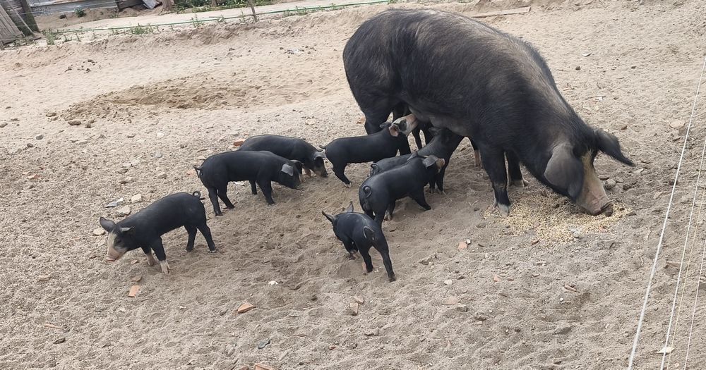 Vendo porcos Raça Alentejana/Duroc