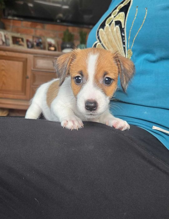 Jack Russell Terrier szorstkowłosy