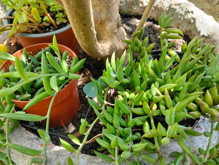 Suculenta Colar de Bananas Verdes