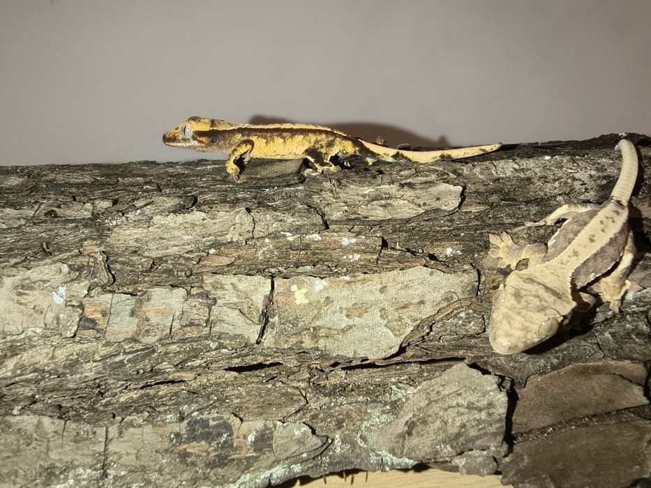 Młode gekony orzęsione