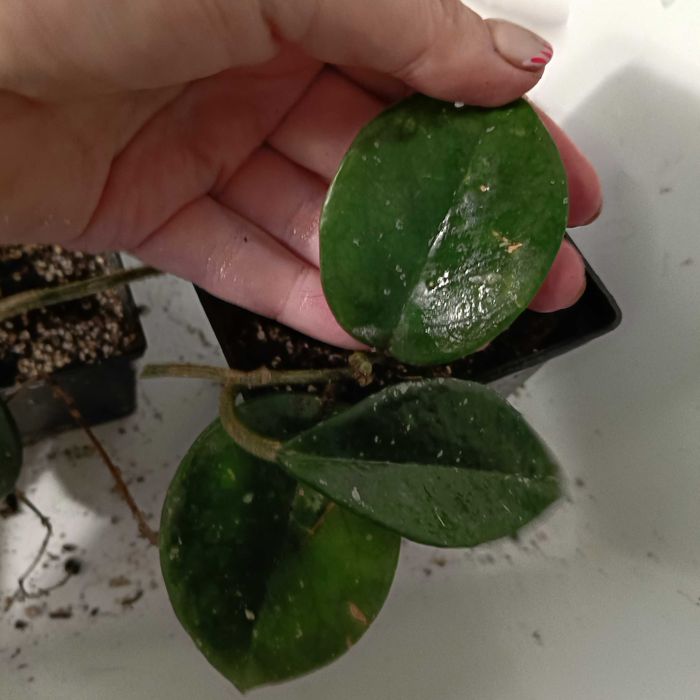 hoya-mała sadzonka