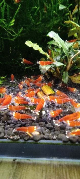 Krewetki Caridina -Super Crystal Red