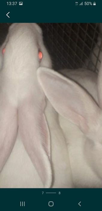 Белый термон серебро полтавское