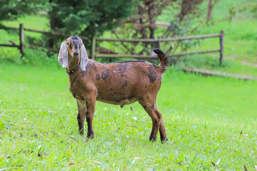 Anglo  nubinos 500€ por cada animal