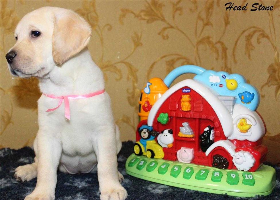 Лабрадор ретривер Клубные щенки